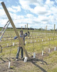 Trellising Process Trellising for long-term success - Country Culture