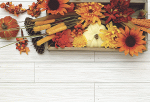 Autumn is for planting: Seed starting for an autumn garden