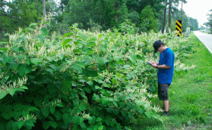 Dealing with Japanese knotweed