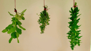 In thymes of old, Rosemary used lavender to freshen the air