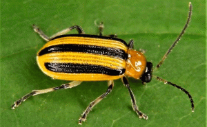 BOLO: The striped cucumber beetle