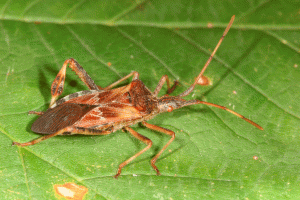 Autumn insect pests - Country Culture