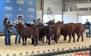 Simmental Cattle Show at the Big E