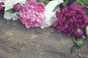 SUNY Morrisville horticulture students spread cheer with ‘Petal it Forward’