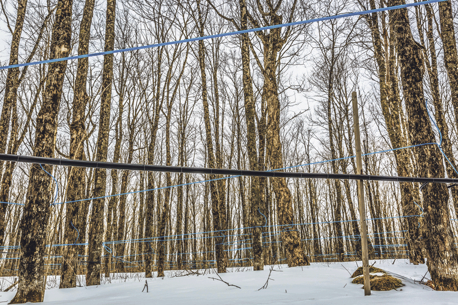 Red or sugar maple? How do you tell the difference?