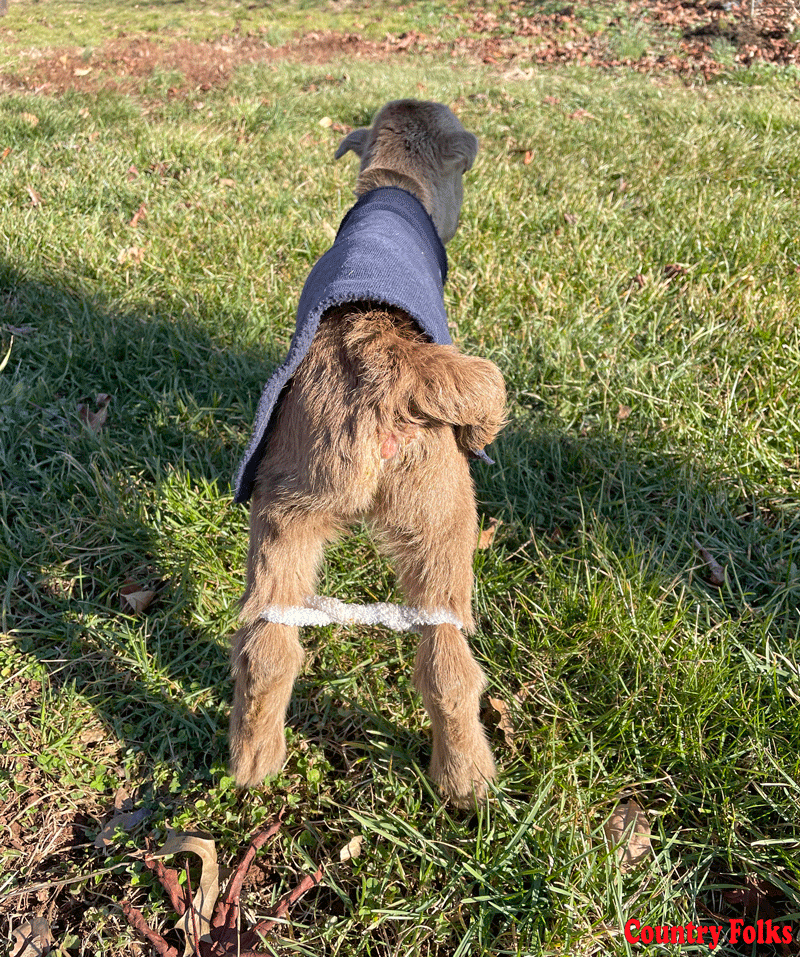 The first 24 for small ruminants