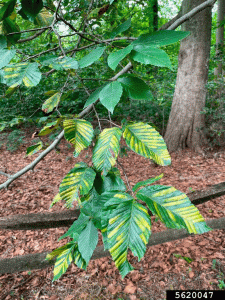 Saving the queen of the forest