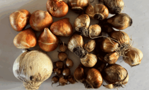 Planting bulbs for spring flowers