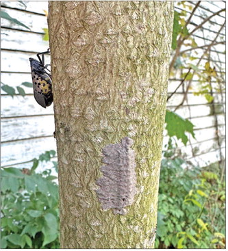 Managing a pair of invasives - Country Culture
