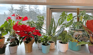 Considerations when giving holiday plants