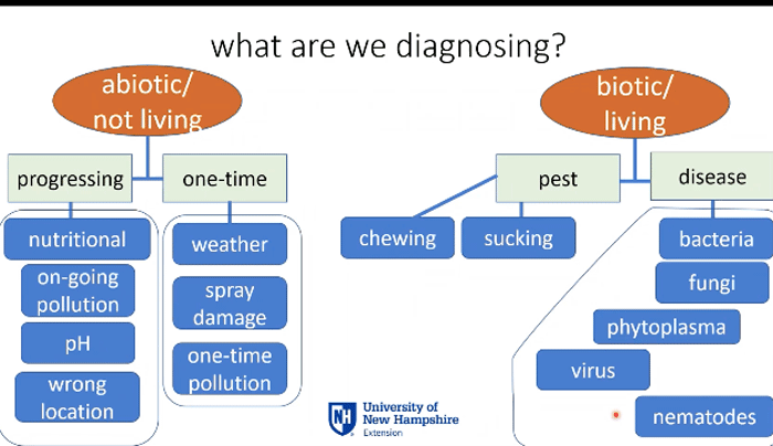 Diagnosing plant problems with a systematic approach - Country Culture