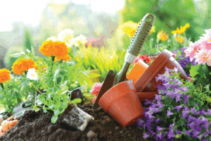 Understanding companion, trap & cover crops: A guide for home gardeners