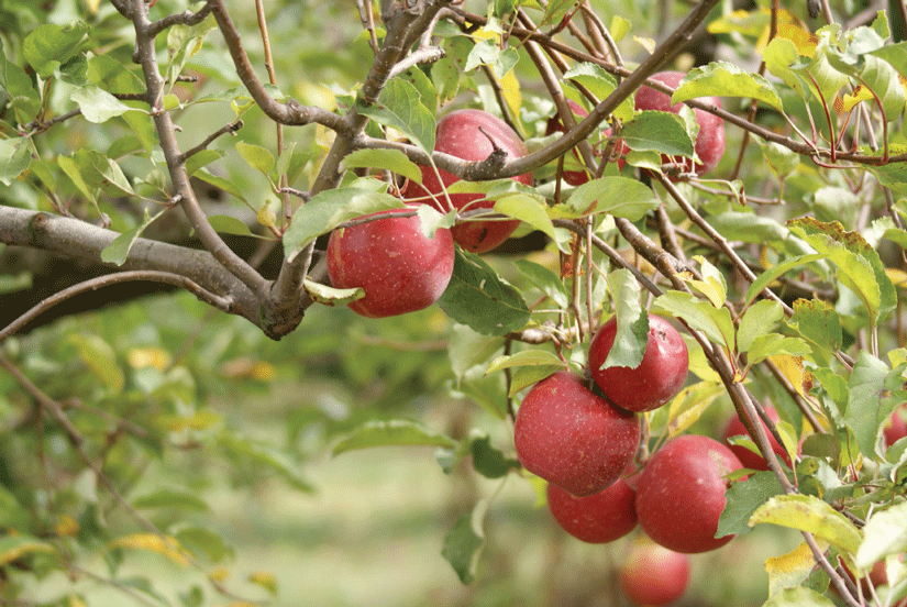 Can apple orchards be ‘carbon-smart’? - Country Culture